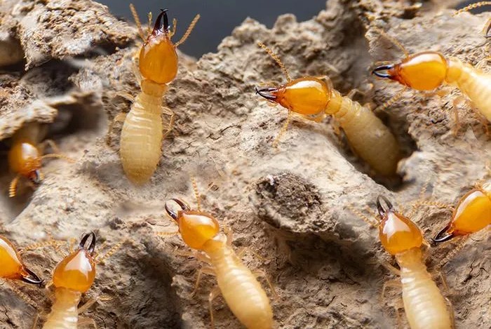Everything-You-Ever-Wanted-To-Know-About-Termites
